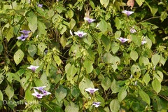 Barleria involucrata var. elata
